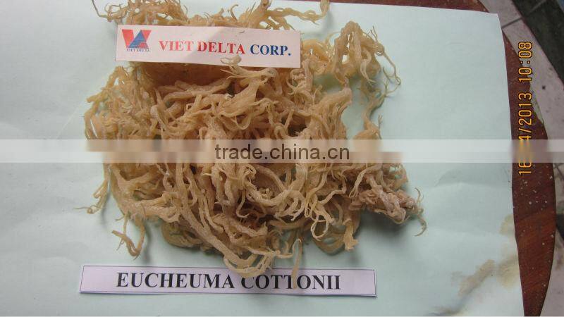 Eucheuma Cottonii seaweed