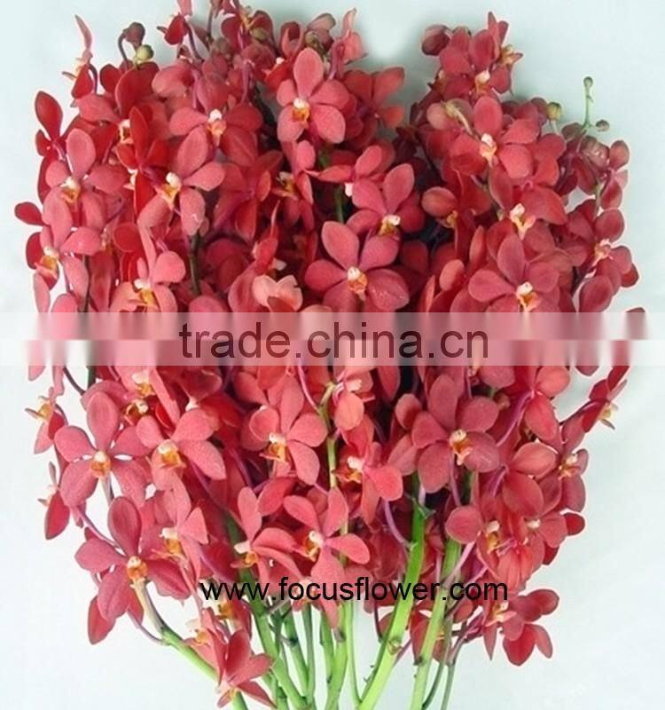 Thanksgiving Day Natural Black Orchid Flowers For Sale For Wedding