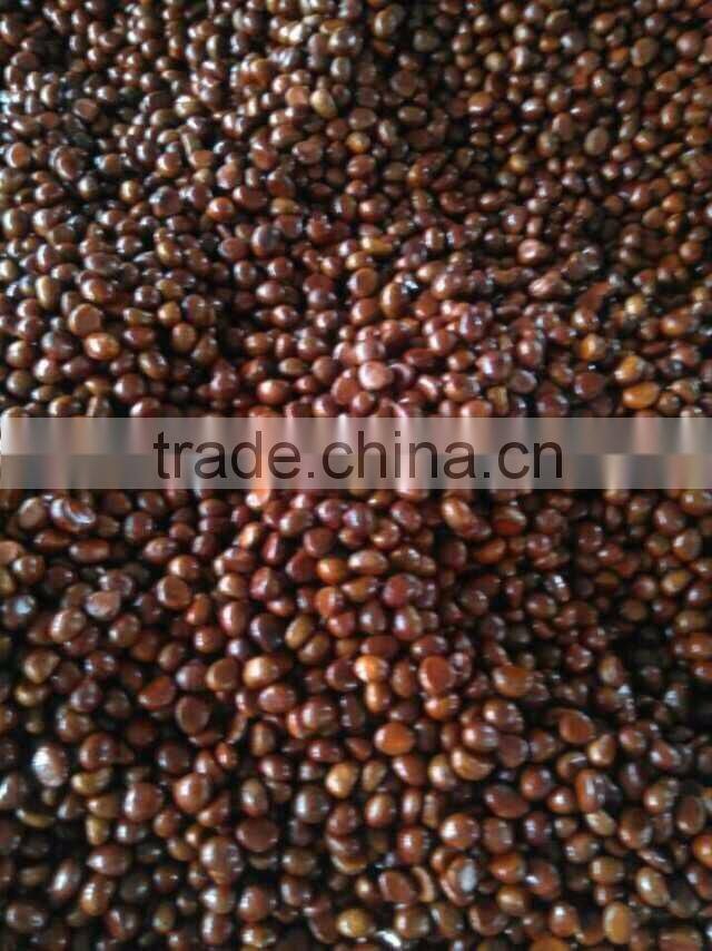 Sweet Chestnut , organic / common