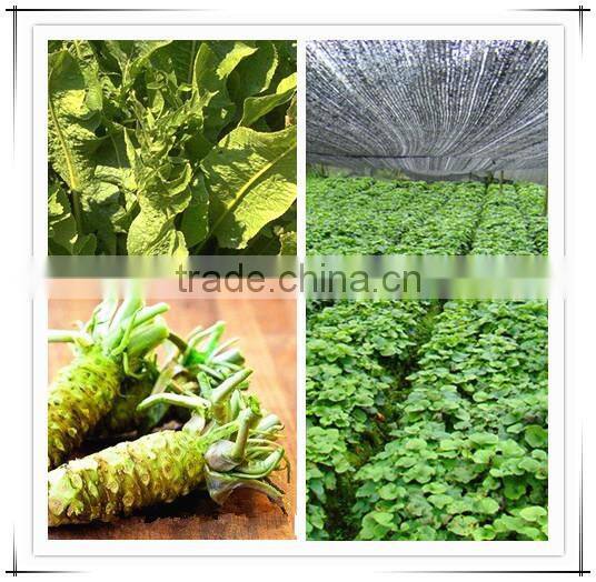 Best selling Japanese sushi hot wasabi powder