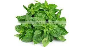 STAVIA POWDER INDIAN TULSI POWDER