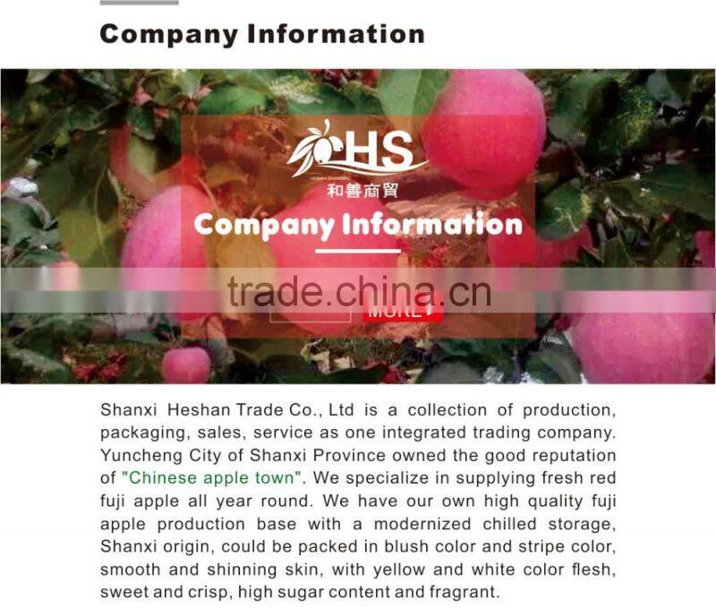 Fresh fuji apple fruit exporter from China