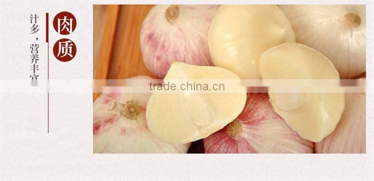 2016 new crop bulk garlic with competitive price