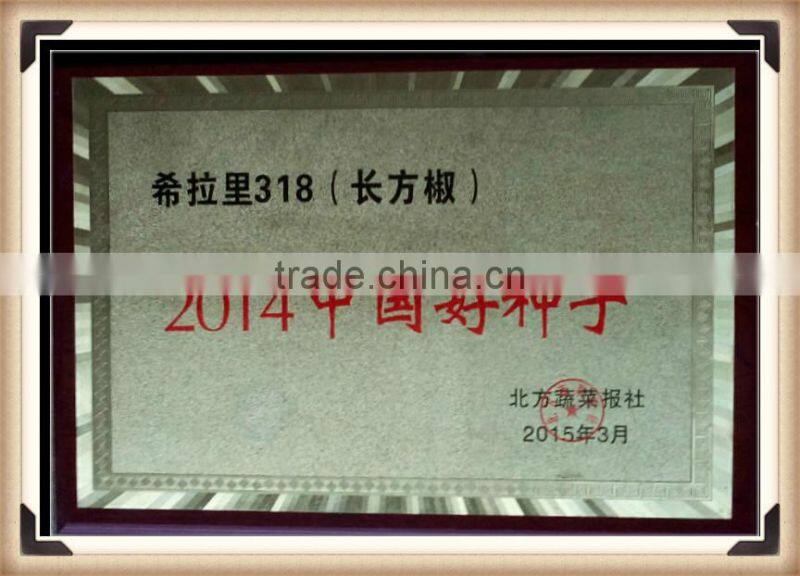 Early maturity cabbage seeds ZHONG GAN No.828(F1)