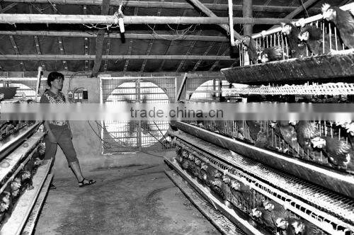 poultry shed fan