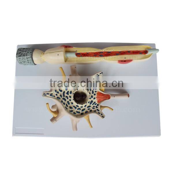 Neuron Education Human Body Biological Model Teaching Aids