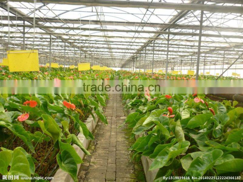 Around the outside shading sunlight greenhouse intelligent ventilation system