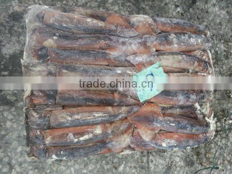 FROZEN ILLEX SQUID