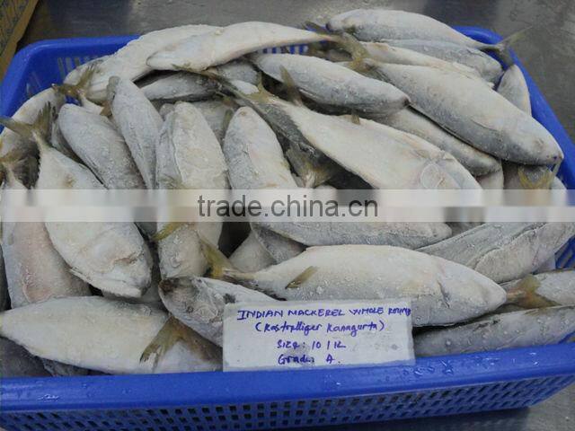 Indian Mackerel / Frozen Indian Mackerel / Vietnam seafood