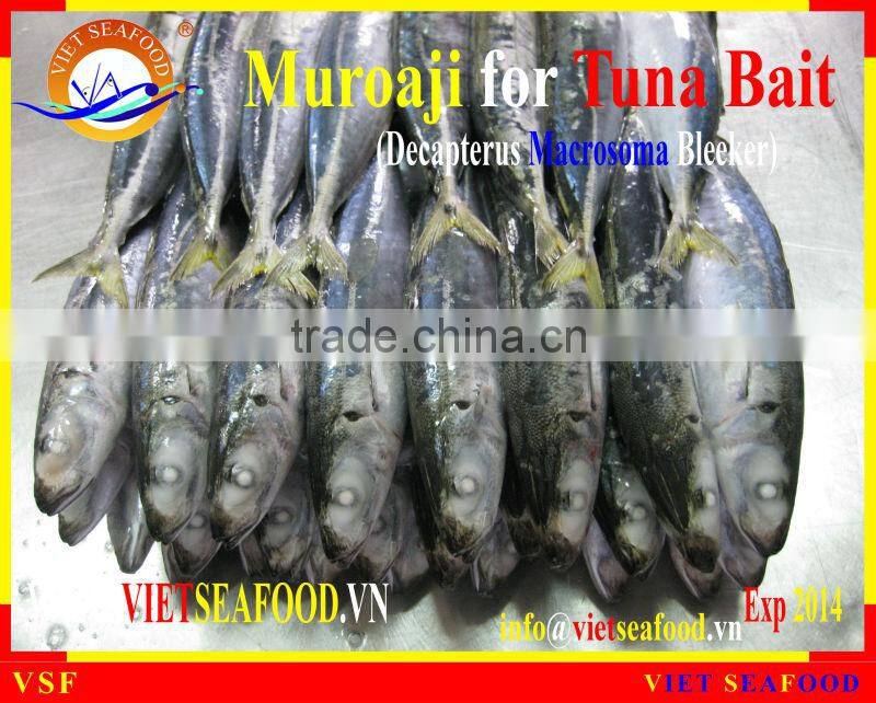 MUROAJI FOR TUNA BAIT