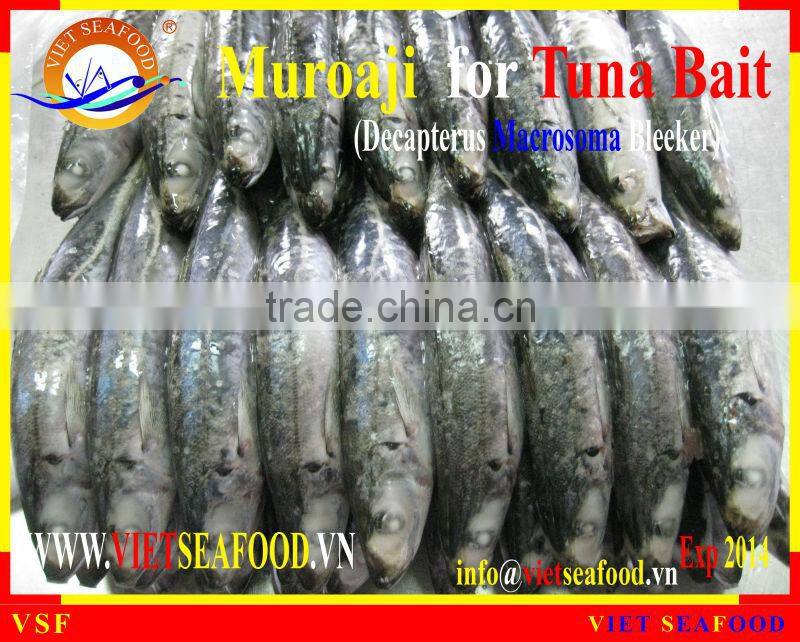 FROZEN MUROAJI FOR TUNA BAIT