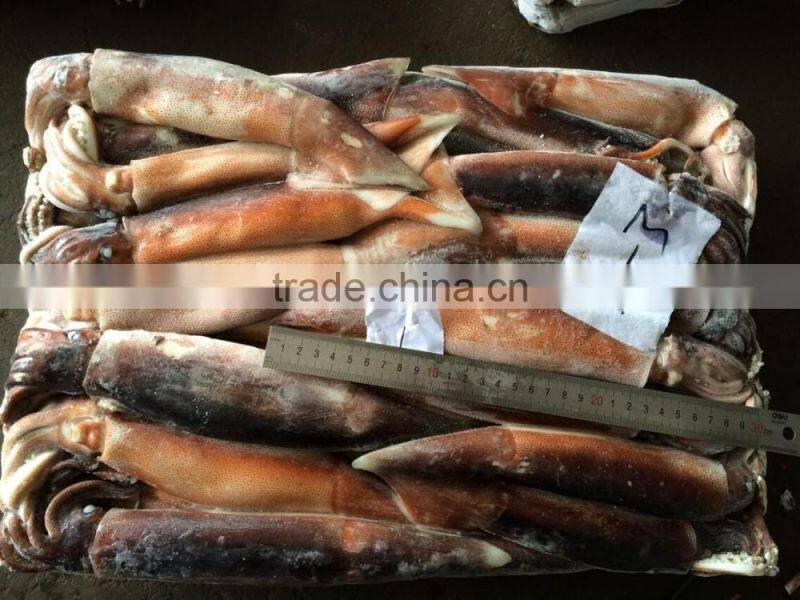 Fresh illex argentinus squid for sale market