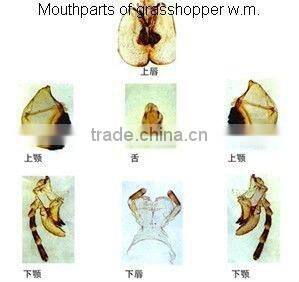 Sample Tulip pollen children miscroscopic slides