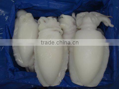 FROZEN CUTTLEFISH WHOLE CLEANED I F