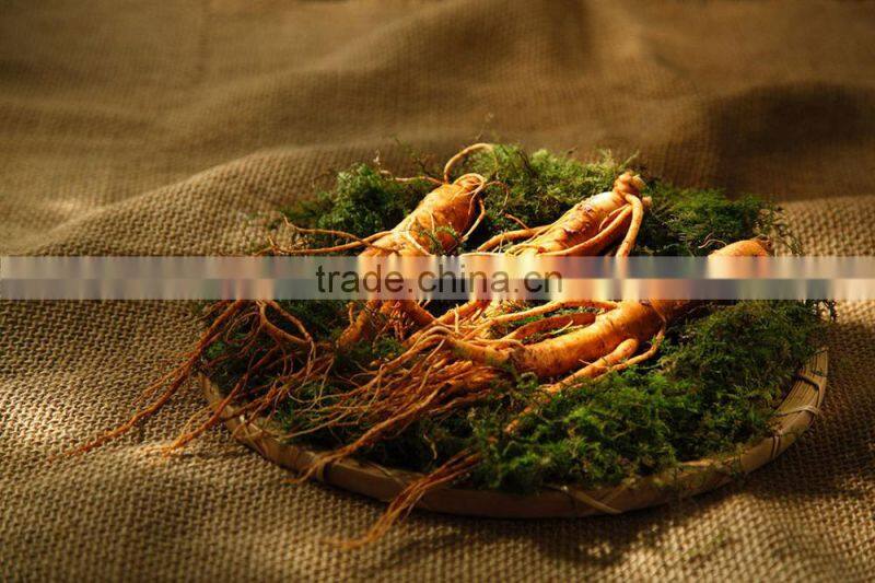 Chinese well-know herb Pure Natural RADIX GINSENG Oil, Ginseng essential oil