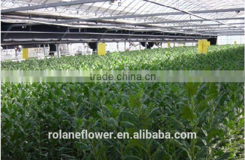 Cheap wholesale diamond cutting disc 230mm cutting board key cutting machine with 1kg/bundle from Yunnan, China