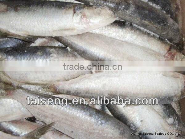 Frozen Canned Sardines Fish