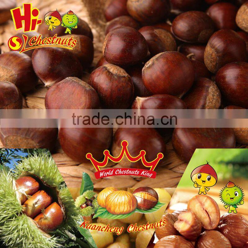 Organic Fresh Chestnut wholesale Chestnuts Price