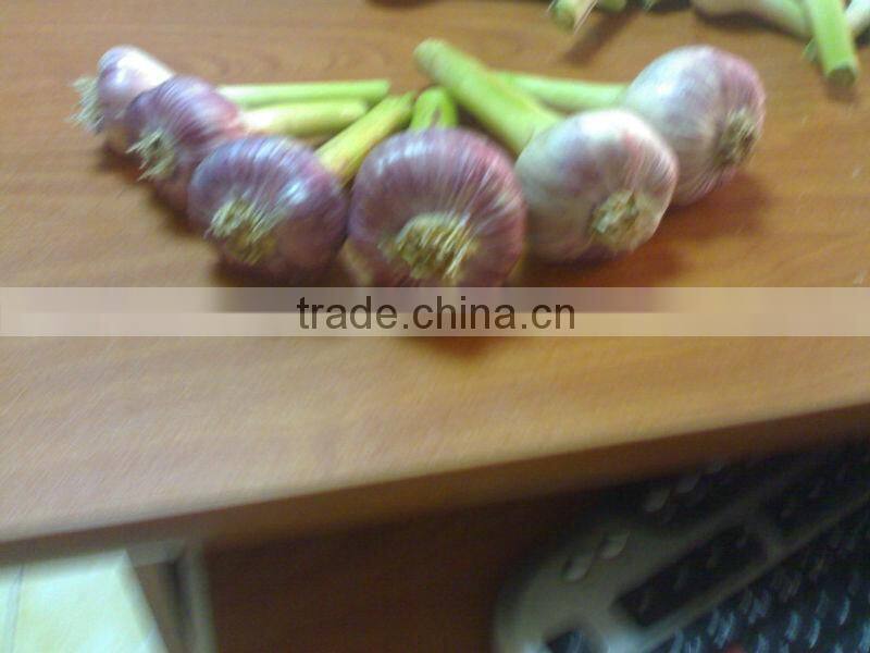 Garlic ( White - Red ) high quality