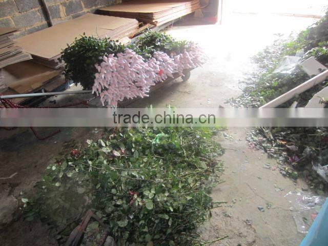 factory supply long stem fresh cut rose fresh cut flower