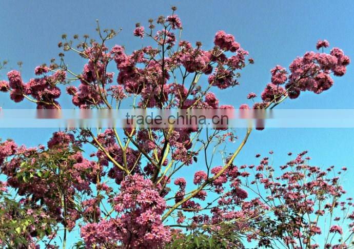 Tabebuia pentaphylla