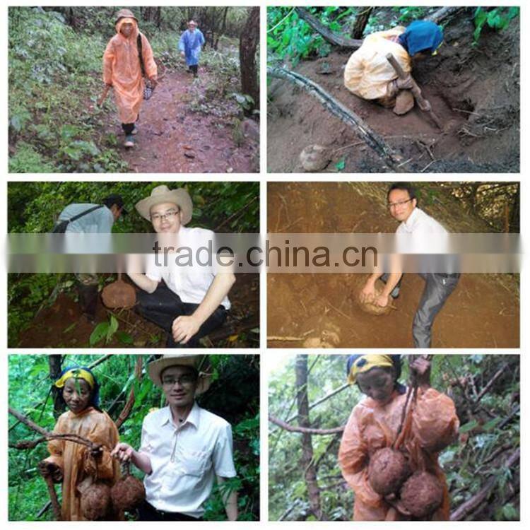 Herbal Pueraria mirifica extract capsule to adjust the female hormone