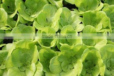 NFT gully for lettuces