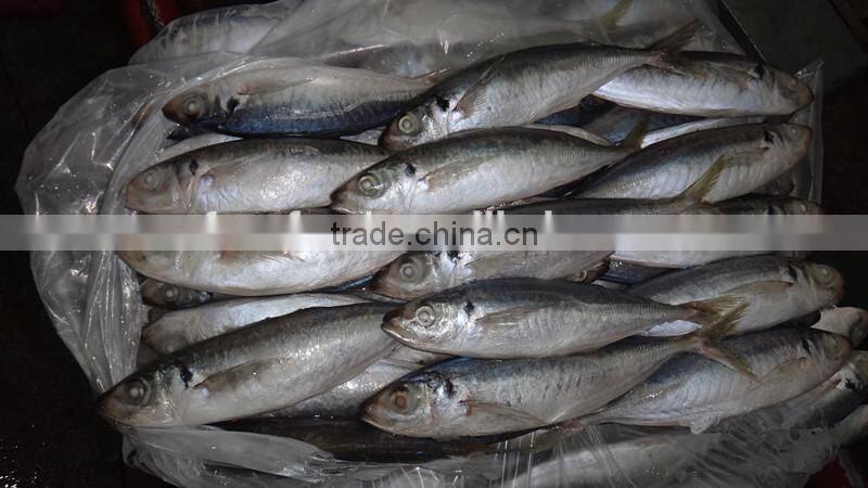 Frozen Fish Horse Mackerel Fish Packaging 10 KG