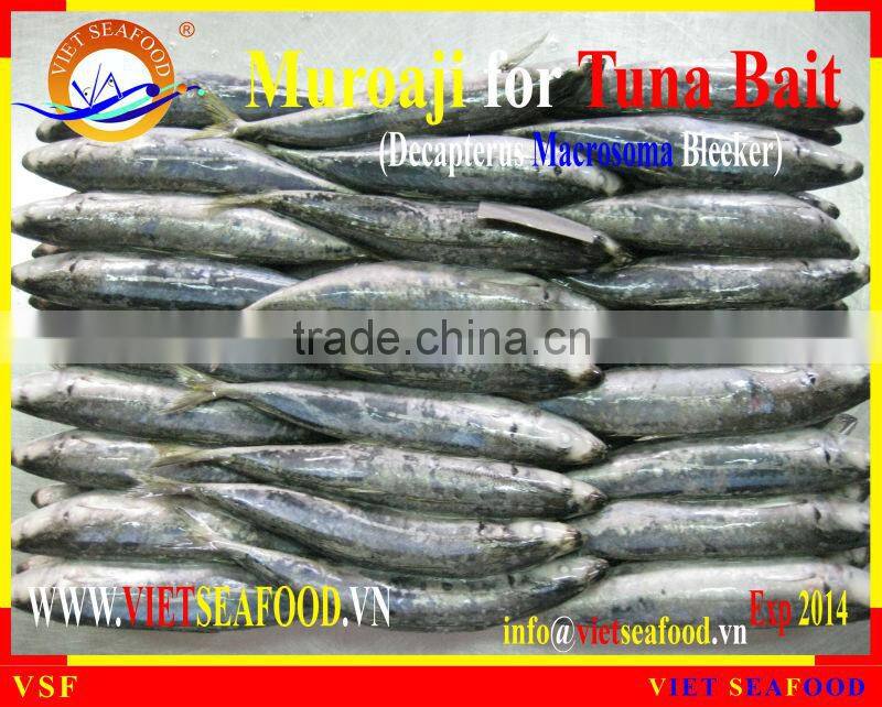 MUROAJI FOR TUNA BAIT