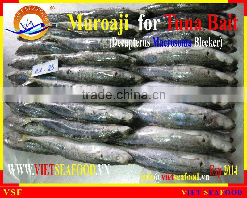FROZEN W/R MUROAJI FOR TUNA BAIT