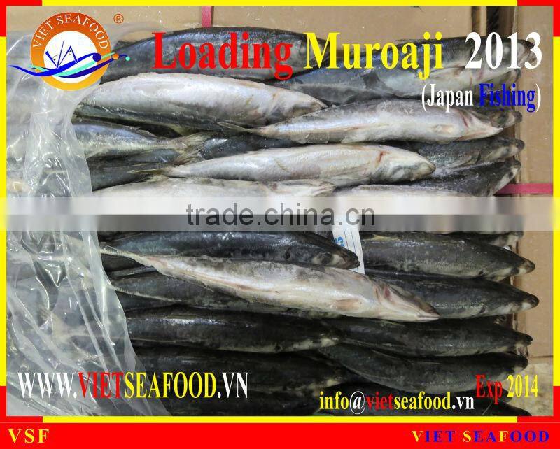 LOADING MUROAJI FOR TUNA BAIT