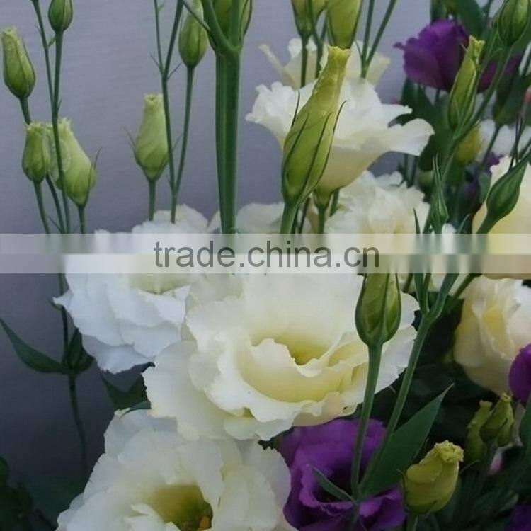 Quality Best-Selling wholesale big bud eustoma