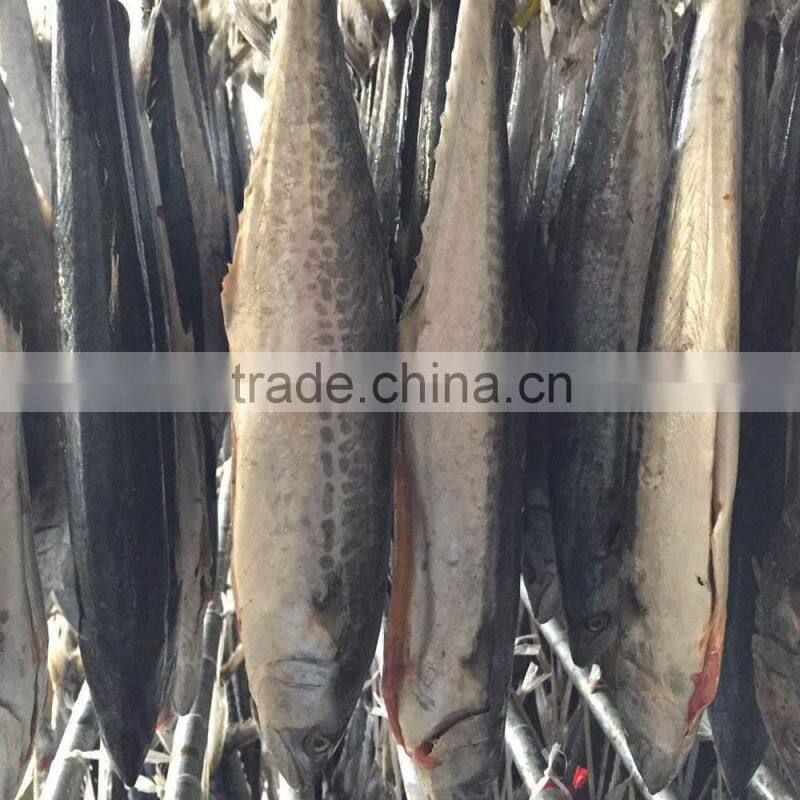 2015 hung frozen spanish mackerel whole gutted