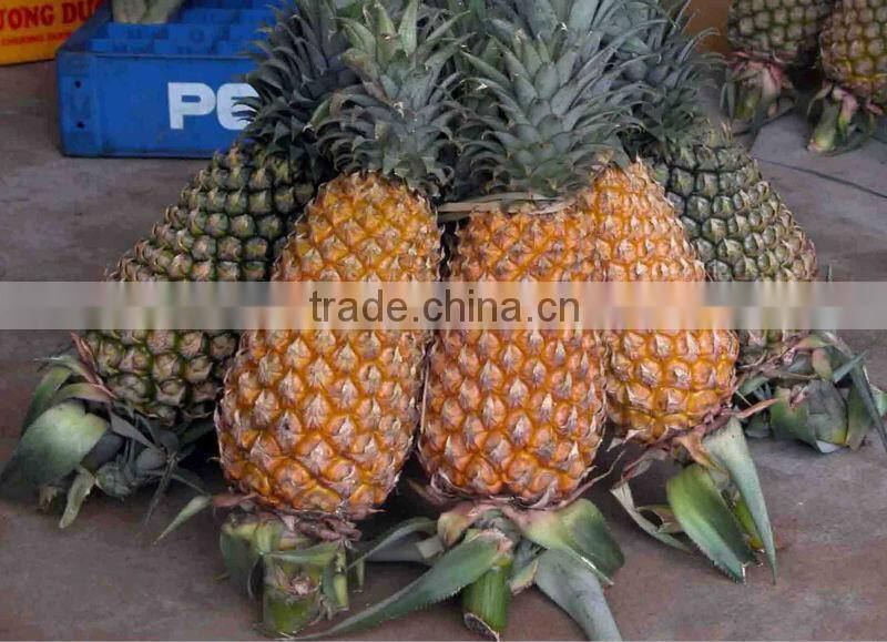 Fresh Pineapple - new crop of premium quality
