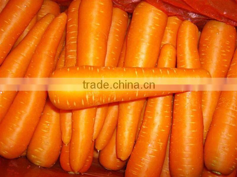 Chines Bulk Fresh Carrots Fresh Carrot Price