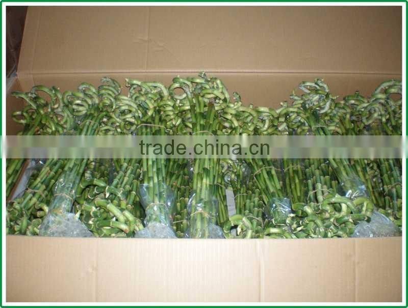 spiral lucky bamboo 25cm-100cm DRACAENA SANDERIANA air bonsai tree indoor aquatic feng shui plants nursery garden decoration