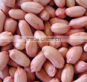 shandong 2015 crop bulk raw peanuts