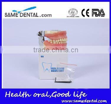 Dental Surgical Integrated Model Teaching Demonstration Teeth Model