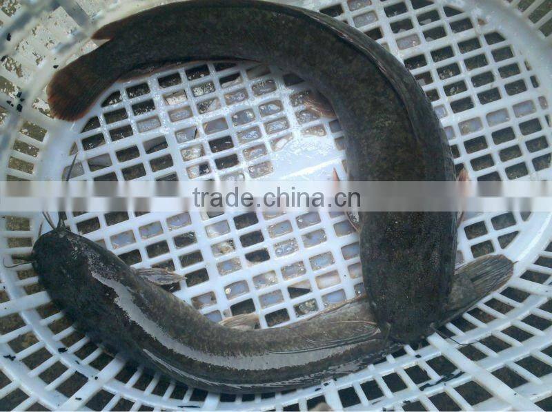 Frozen Catfish Exporters // Frozen Catfish Whole Round