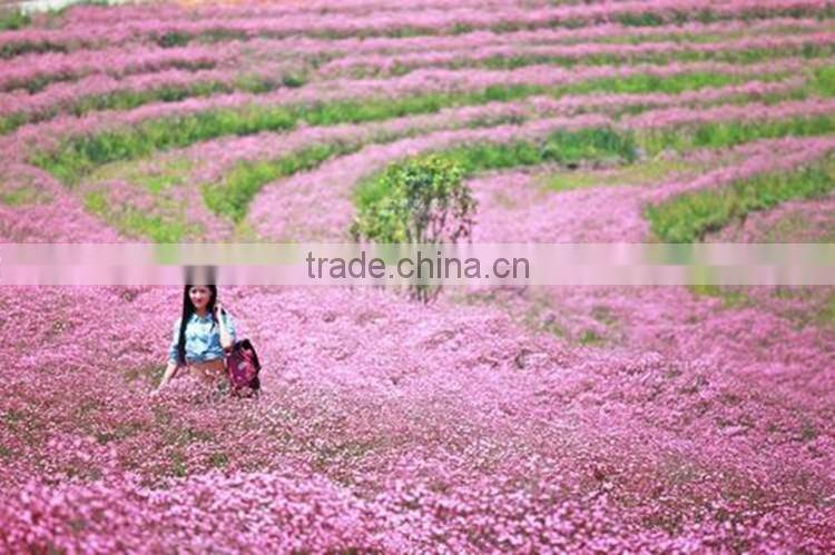 Top Quality White Pink Babys breath Seeds Gypsophila Seeds For Landscape