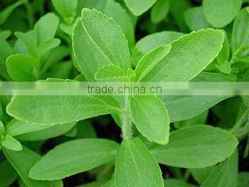 Natural Sweetener Stevia Extract from GMP Manufacture