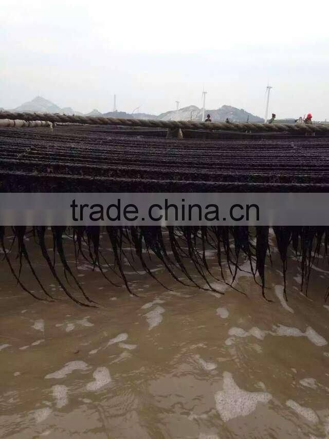 Natural Food Dried Seaweed Laver/Nori