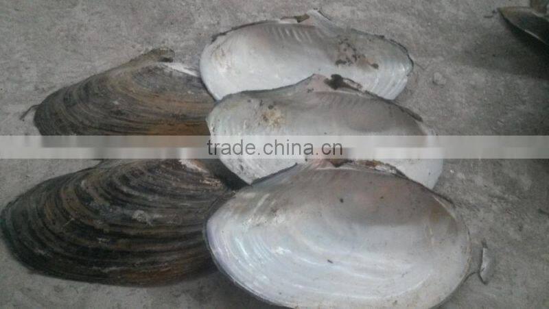 China freshwater shell material raw mother of pearl river shells