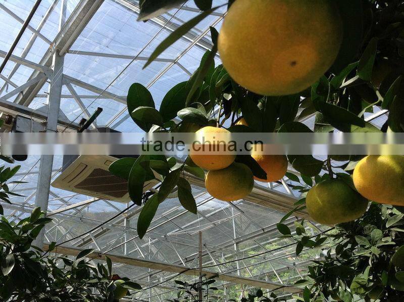 Single span PE film Greenhouse film for Orange growing