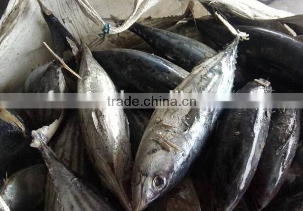 Frozen Skipjack Tuna Whole Round