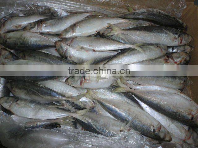 frozen W/R round scad (horse mackerel)