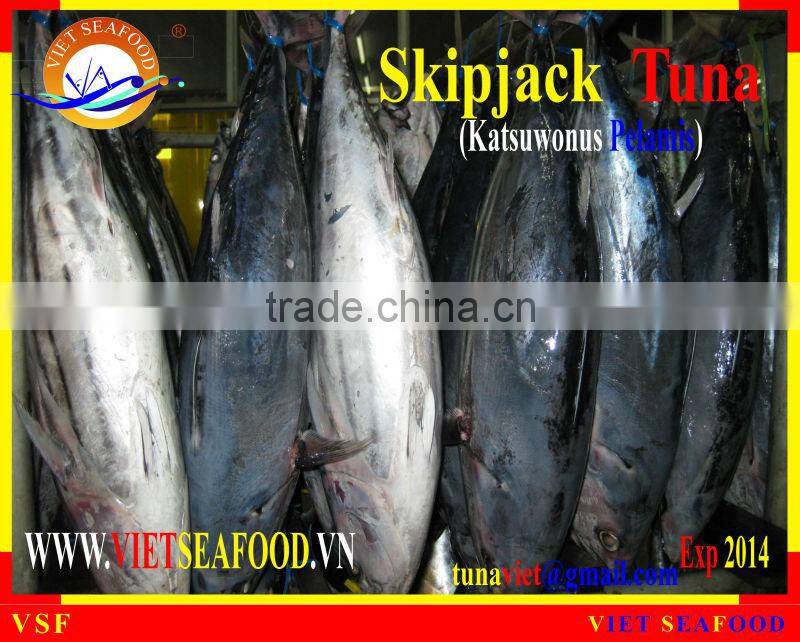 FROZEN WHOLE ROUND SKIPJACK TUNA