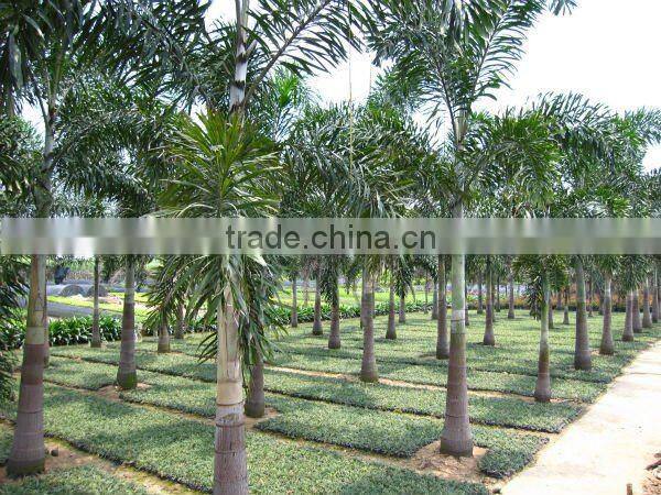 wodyetia bifurcata palm trees