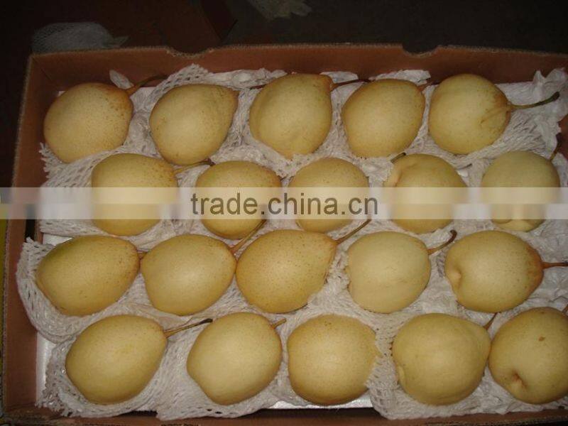 2015 crop Chinese fresh Ya Pear in hot sale