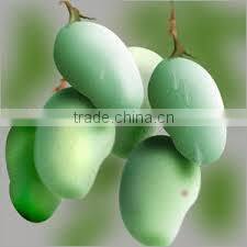 VIETNAM FRESH MANGO- BEST PRICE